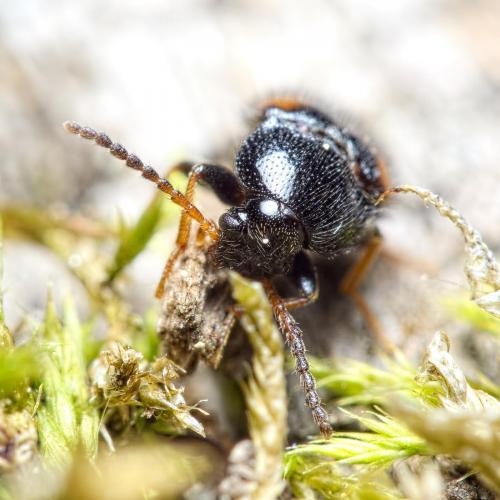 Réf. 233 409 : Mycetochara humeralis