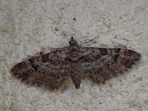 Réf. 233 615 : Gymnoscelis rufifasciata