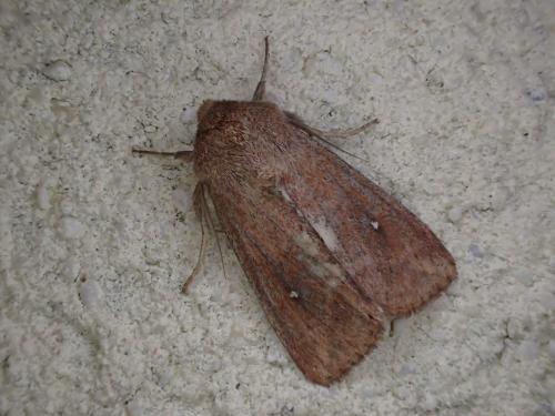 Réf. 233 624 : Mythimna albipuncta