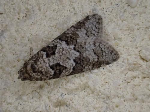 Réf. 233 722 : Cnephasia sp.