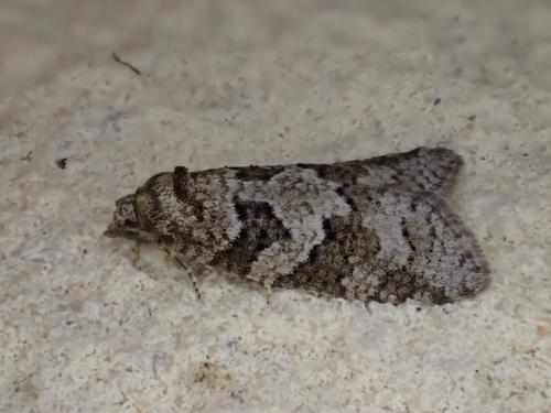 Réf. 233 723 : Cnephasia sp.