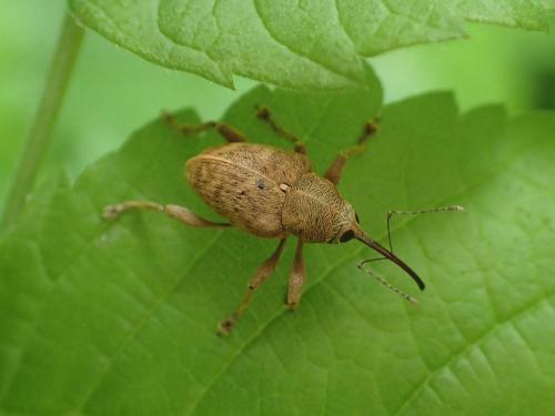 Réf. 233 198 : Curculio sp.