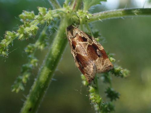Réf. 233 194 : Archips crataegana