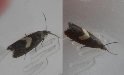 Dichrorampha petiverella