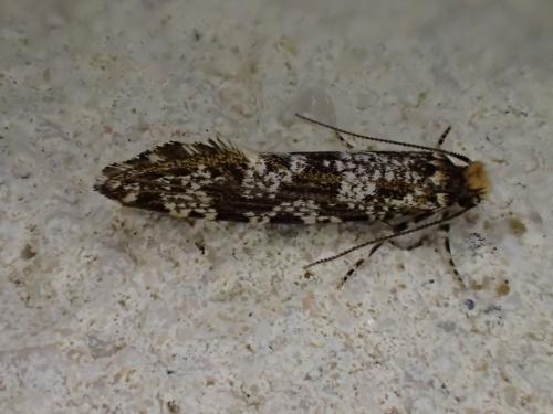 Triaxomera parasitella