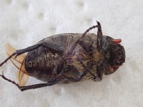 Amphimallon atrum