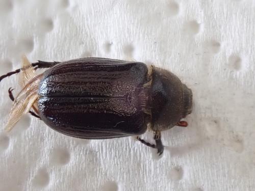 Amphimallon atrum
