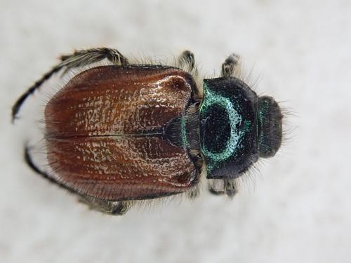 Réf. 233 240 : Phyllopertha horticola