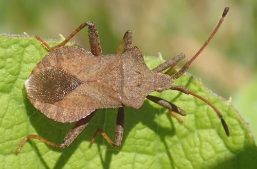 Réf. 233 295 : Coreus marginatus