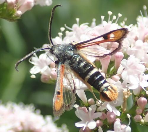 Réf. 233 293 : Pyropteron chrysidiformis