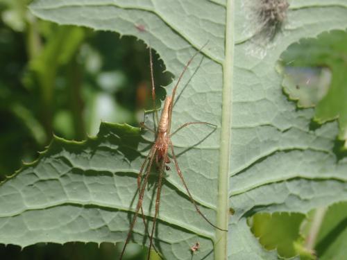Tetragnatha sp.