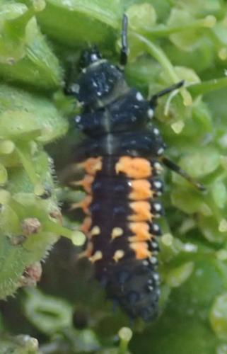 Harmonia axyridis