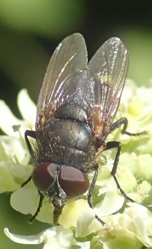 Pollenia sp.