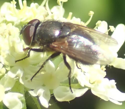 Pollenia sp.