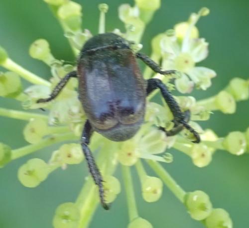 Hoplia philanthus
