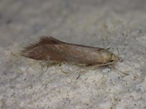Crassa sp.
