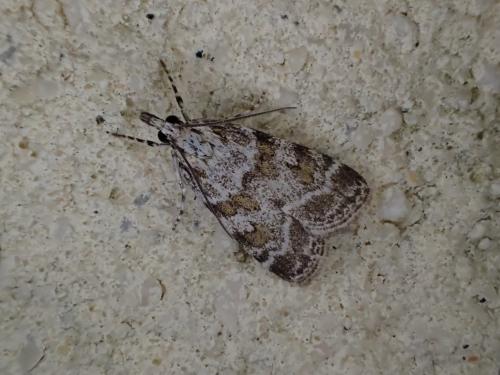 Réf. 233 896 : Scopariinae inconnu