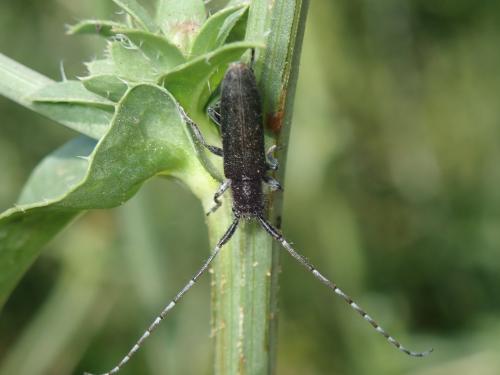 Agapanthia sp.