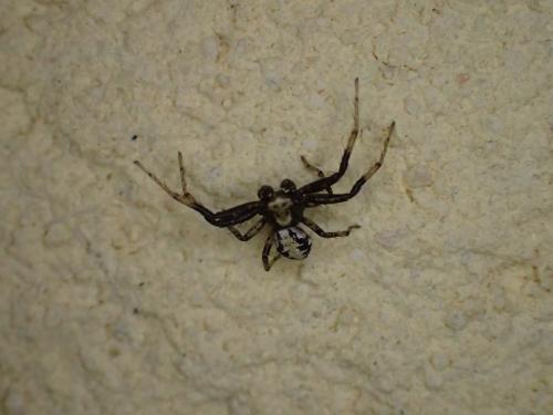 Xysticus sp.