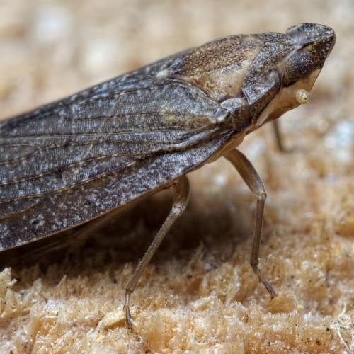 Cixidia sp.
