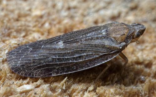 Réf. 233 725 : Cixidia sp.
