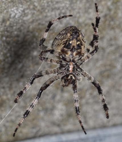 Araneus angulatus