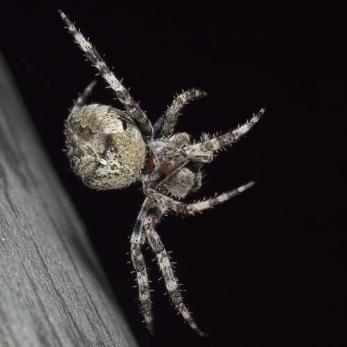 Araneus angulatus