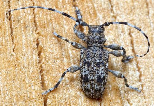 Réf. 233 754 : Aegomorphus clavipes