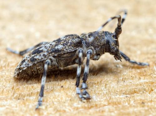 Réf. 233 755 : Aegomorphus clavipes