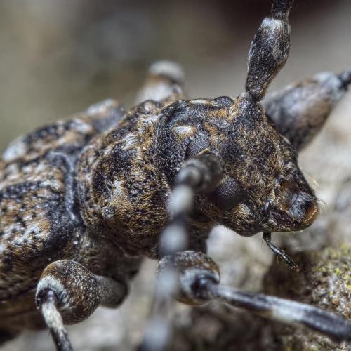 Réf. 233 756 : Aegomorphus clavipes