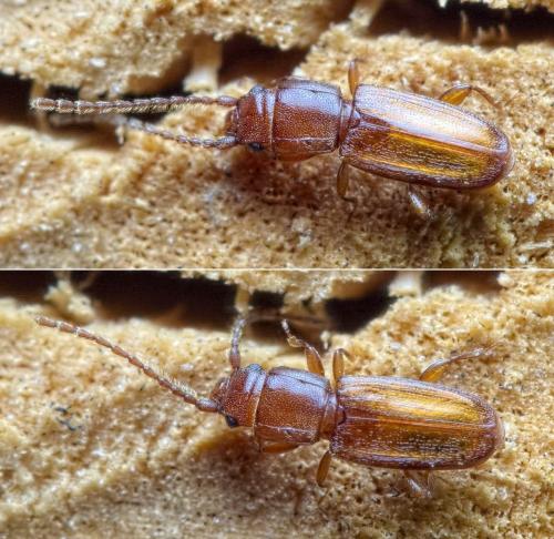 Réf. 233 888 : Placonotus testaceus
