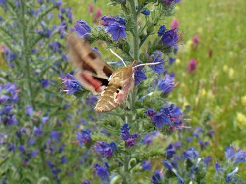 Hyles euphorbiae