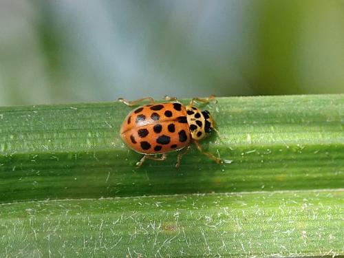 Anisosticta novemdecimpunctata