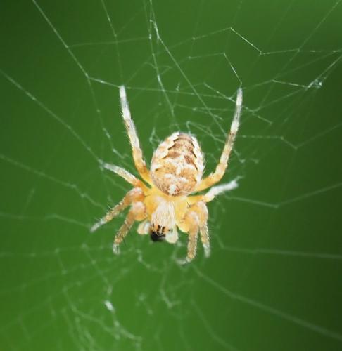 Araneus diadematus