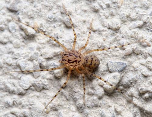 Réf. 233 858 : Scytodes thoracica