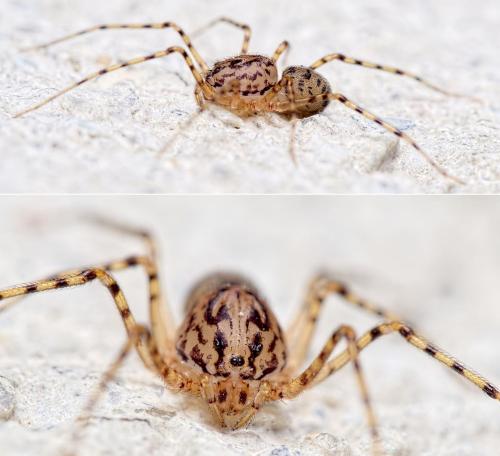 Réf. 233 859 : Scytodes thoracica