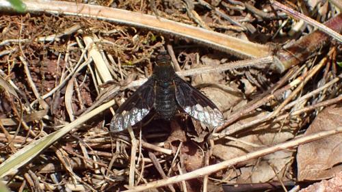 Hemipenthes morio