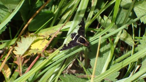 Hemipenthes maura
