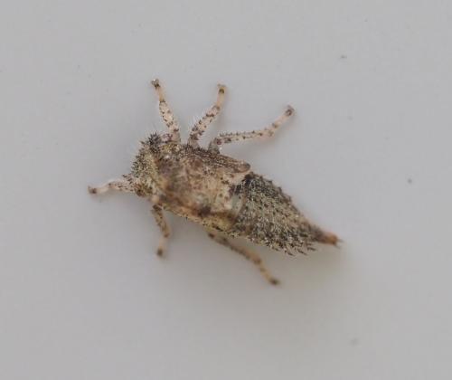 Réf. 233 862 : Stictocephala bisonia