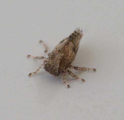 Réf. 233 863 : Stictocephala bisonia