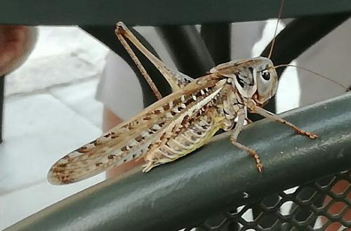 Réf. 233 703 : Decticus albifrons