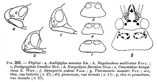 Phylini divers