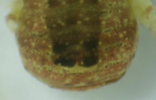 Lacinius ephippiatus