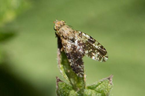 Tephritis conura