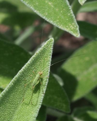 Réf. 233 112 : Phaneroptera sp.
