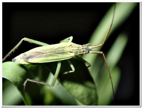 Réf. 233 264 : Notostira sp.
