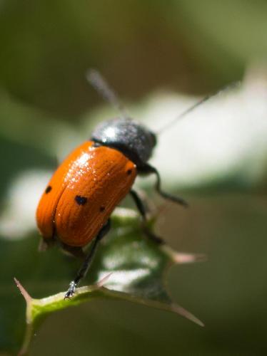 Cryptocephalus sexmaculatus