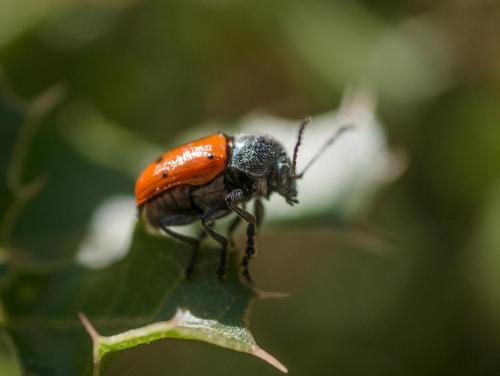 Cryptocephalus sexmaculatus