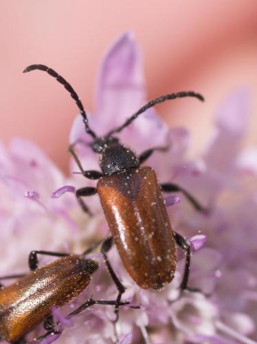 Pseudovadonia livida