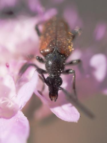 Pseudovadonia livida